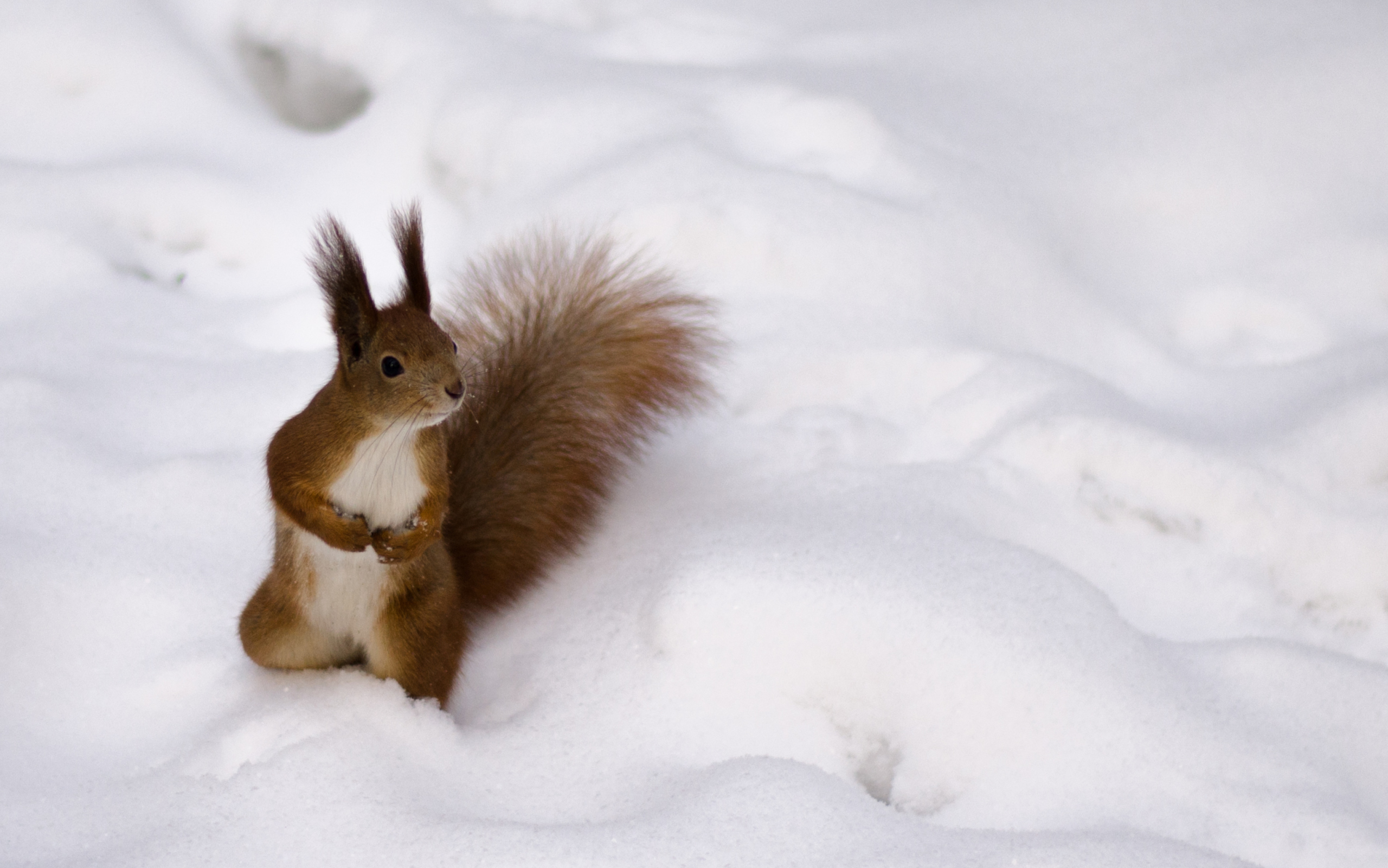 Screenshot №1 pro téma Funny Squirrel On Snow 2560x1600