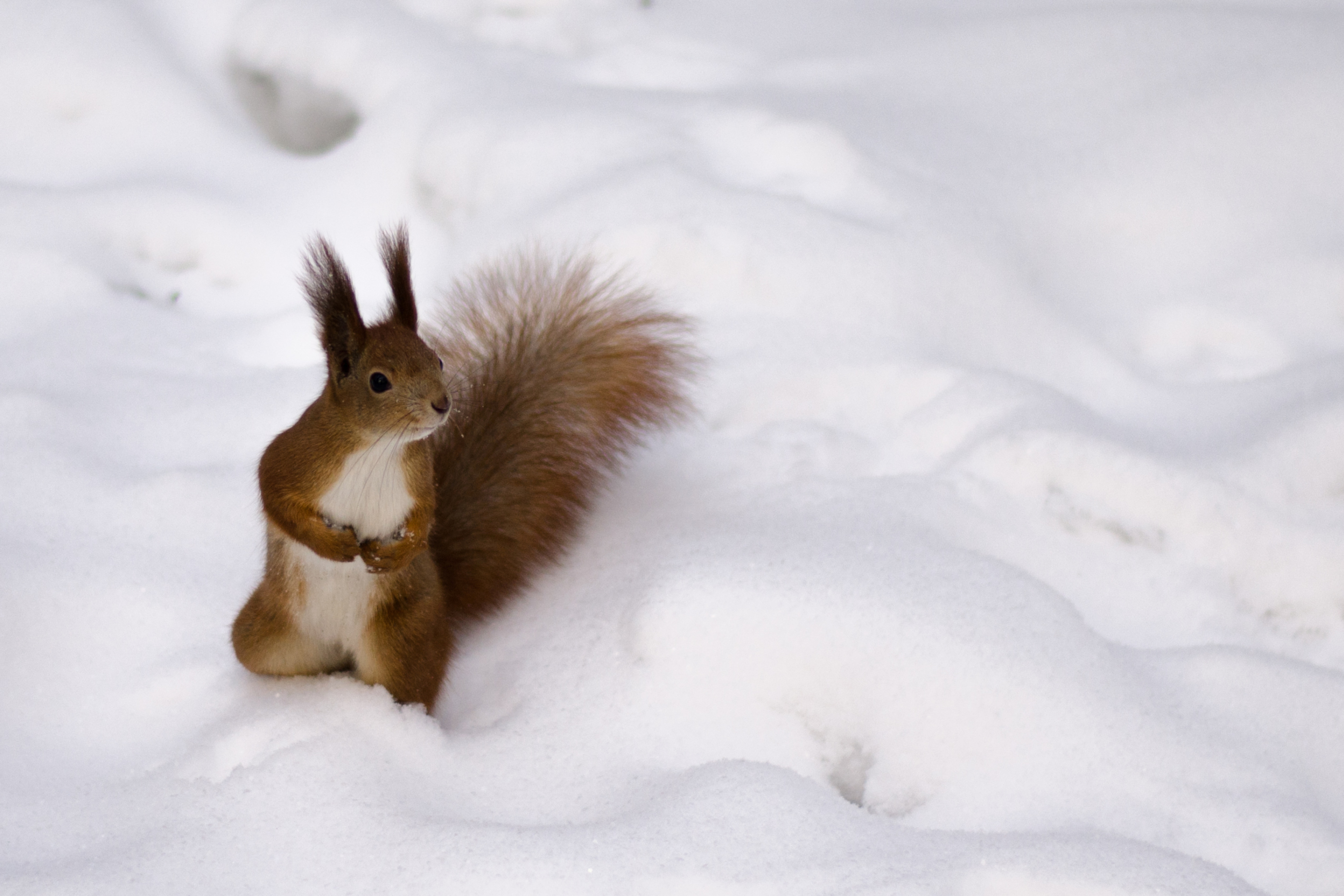 Обои Funny Squirrel On Snow 2880x1920