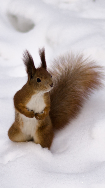 Funny Squirrel On Snow wallpaper 360x640