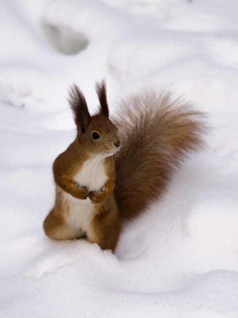 Funny Squirrel On Snow wallpaper 480x640