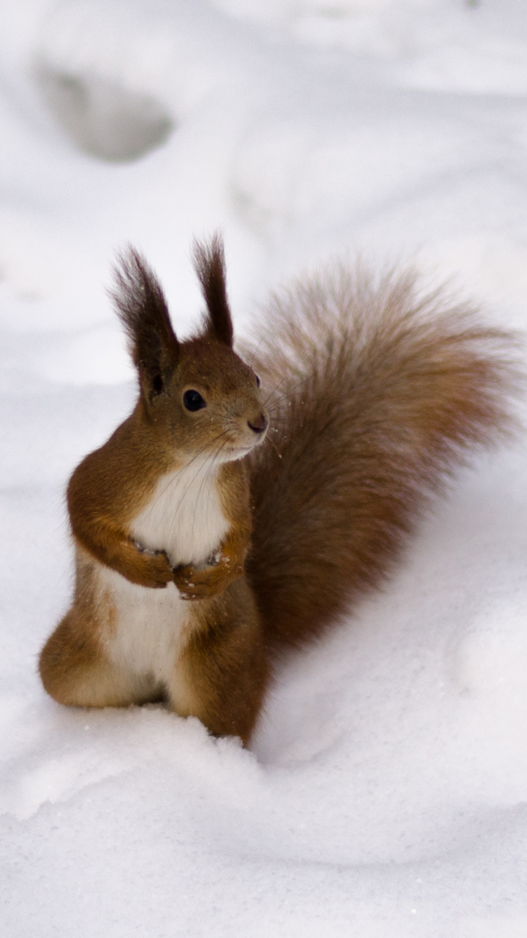 Das Funny Squirrel On Snow Wallpaper 750x1334