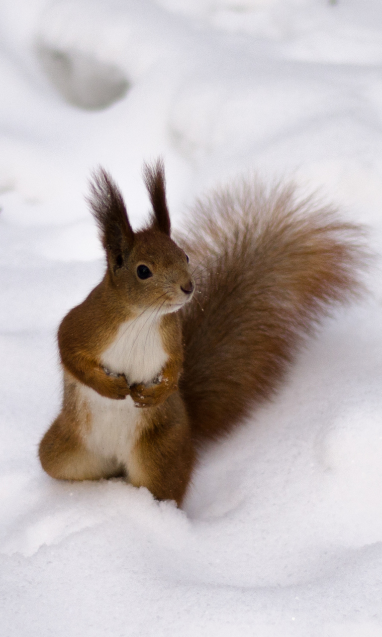 Screenshot №1 pro téma Funny Squirrel On Snow 768x1280
