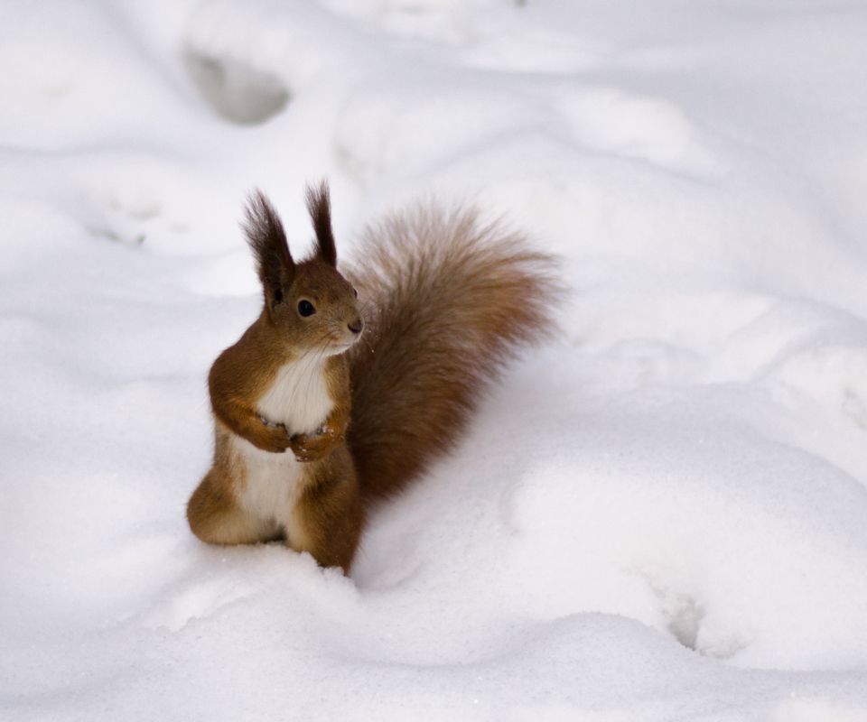 Fondo de pantalla Funny Squirrel On Snow 960x800