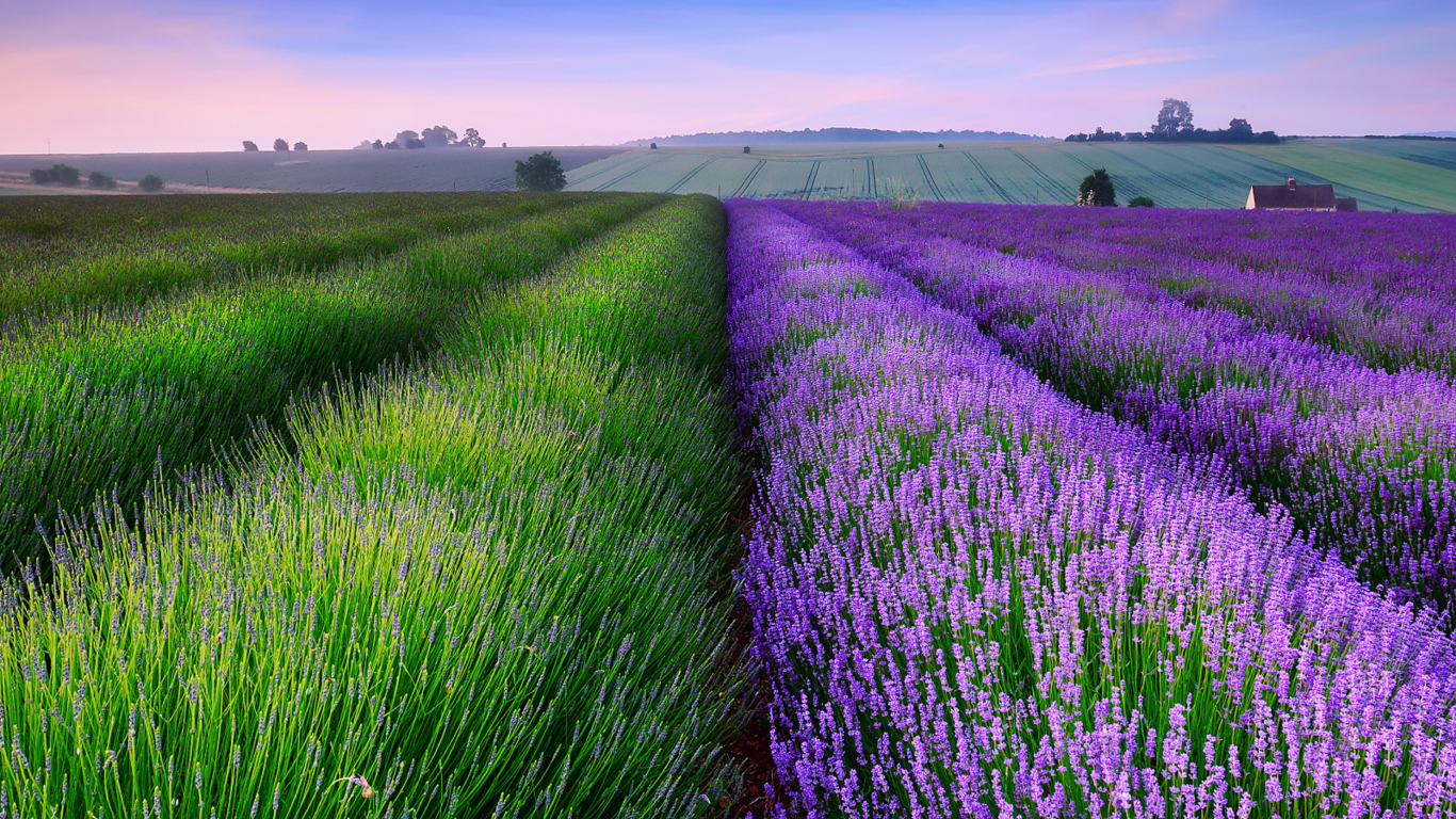 Screenshot №1 pro téma Lavender Field In England 1366x768