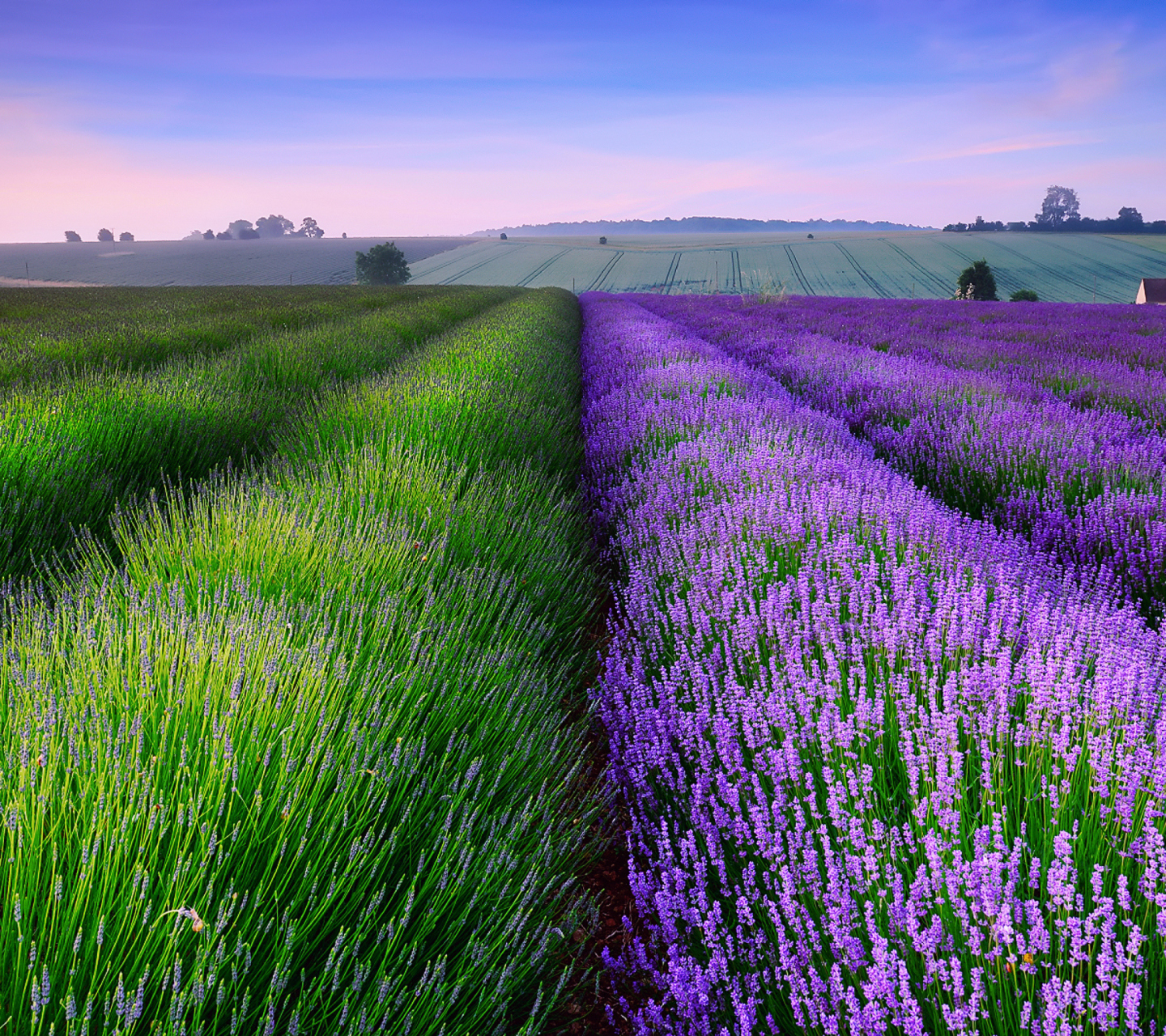 Das Lavender Field In England Wallpaper 1440x1280