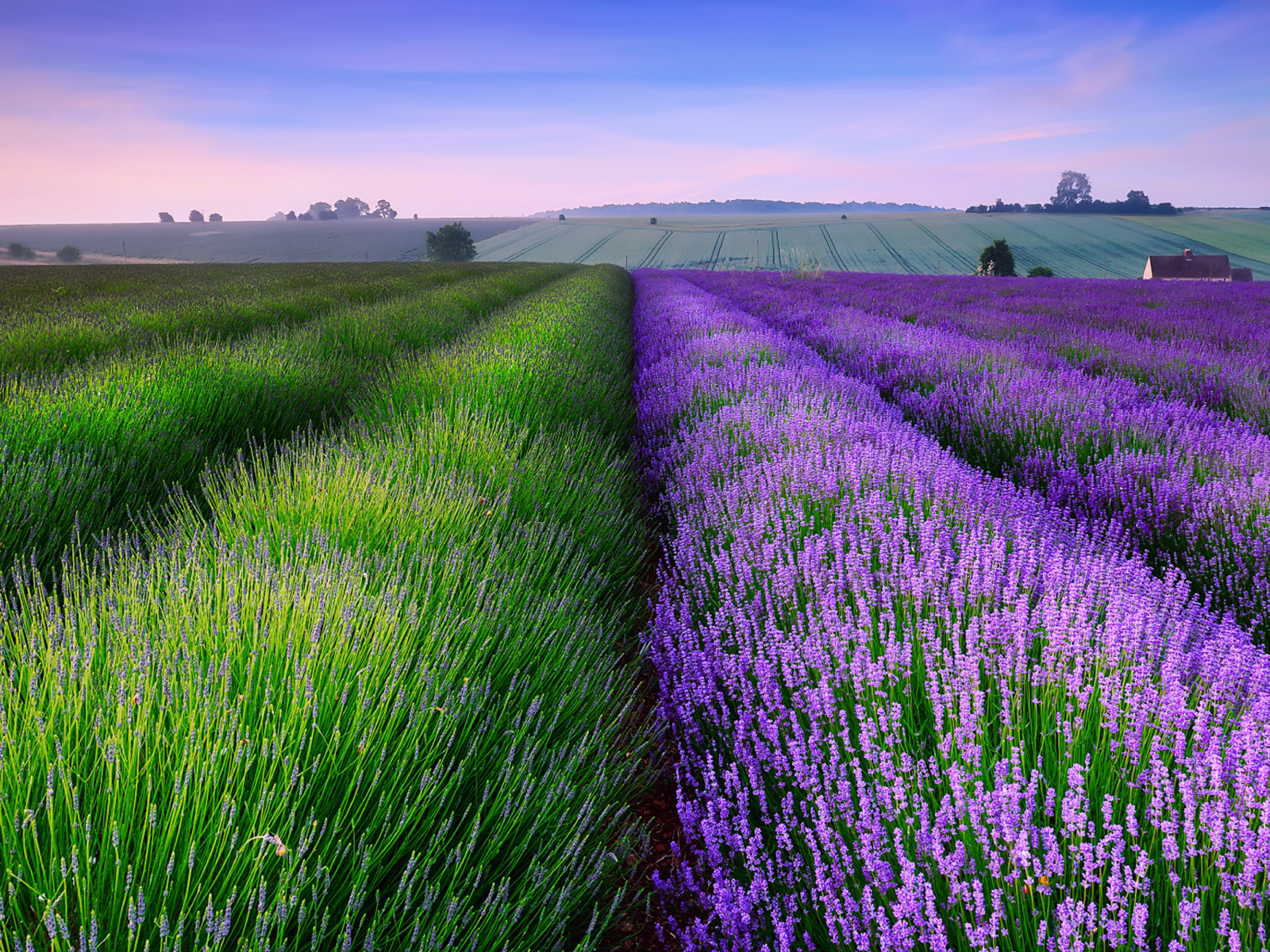 Screenshot №1 pro téma Lavender Field In England 1600x1200