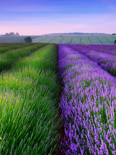 Lavender Field In England wallpaper 480x640