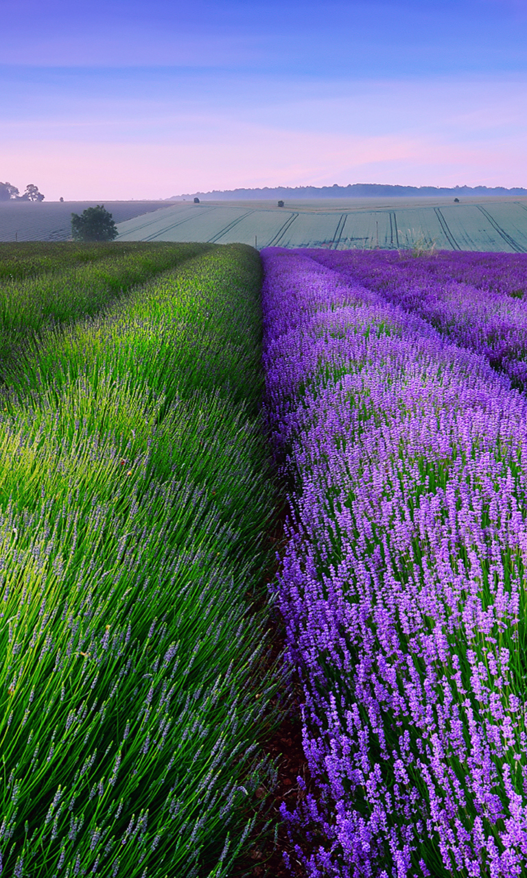 Fondo de pantalla Lavender Field In England 768x1280
