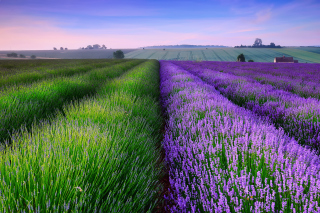 Lavender Field In England - Fondos de pantalla gratis 