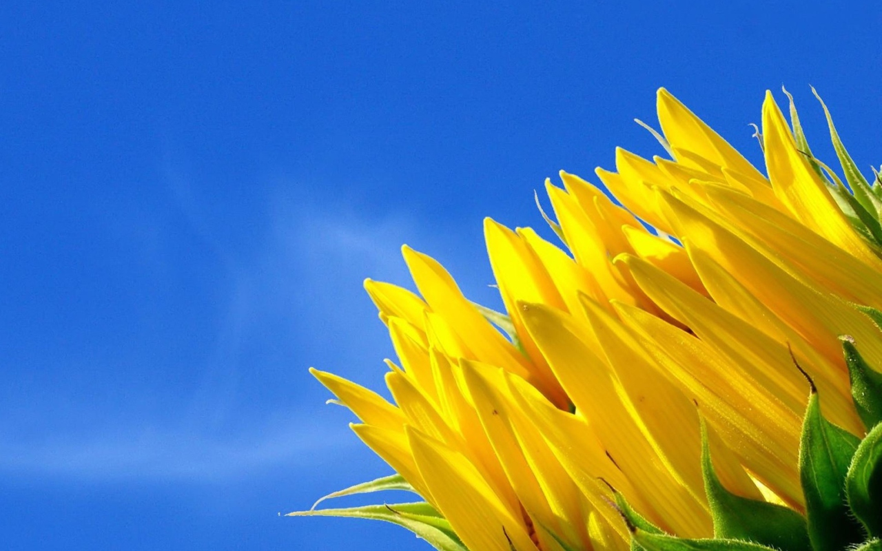 Screenshot №1 pro téma Sunflower And Blue Sky 1280x800