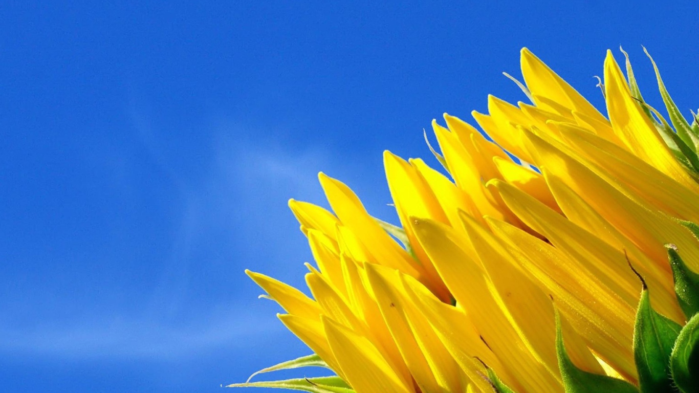 Screenshot №1 pro téma Sunflower And Blue Sky 1366x768