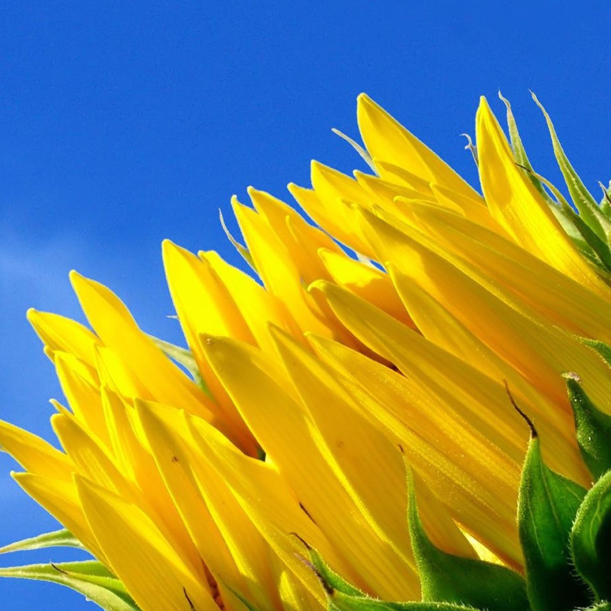Fondo de pantalla Sunflower And Blue Sky 2048x2048