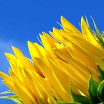 Das Sunflower And Blue Sky Wallpaper 208x208