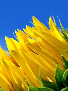 Fondo de pantalla Sunflower And Blue Sky 240x320