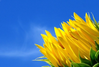 Sunflower And Blue Sky - Obrázkek zdarma 
