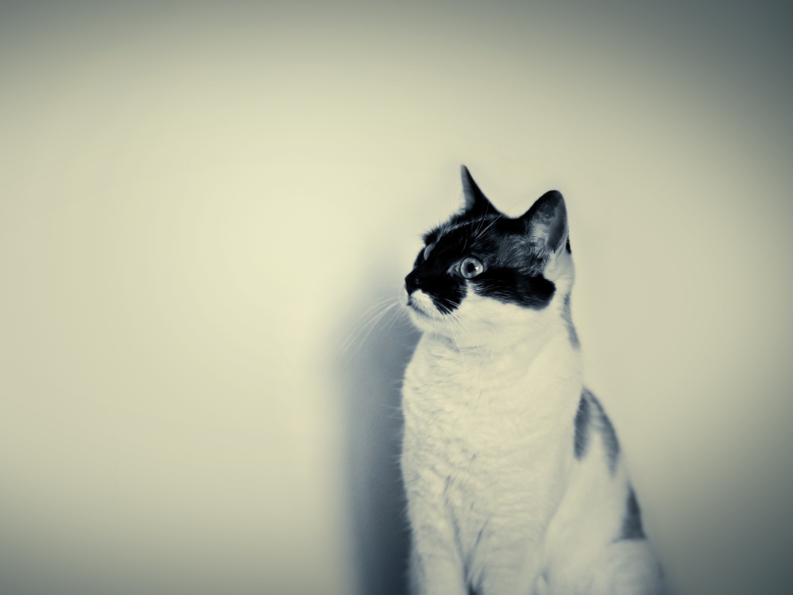 Screenshot №1 pro téma Black And White Cat 1600x1200