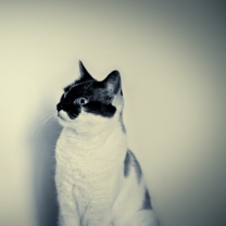 Screenshot №1 pro téma Black And White Cat 208x208