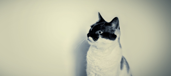 Black And White Cat screenshot #1 720x320