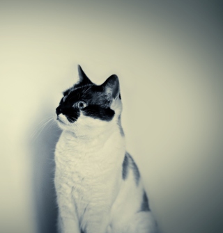 Black And White Cat Background for 1024x1024