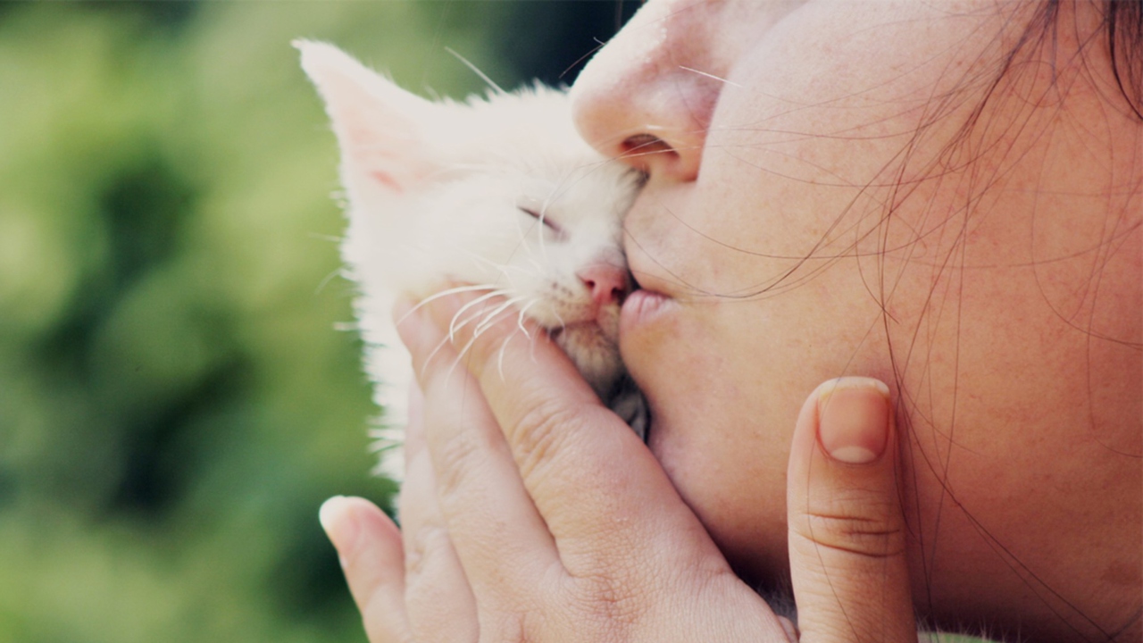 Screenshot №1 pro téma Girl Kissing Kitten 1280x720