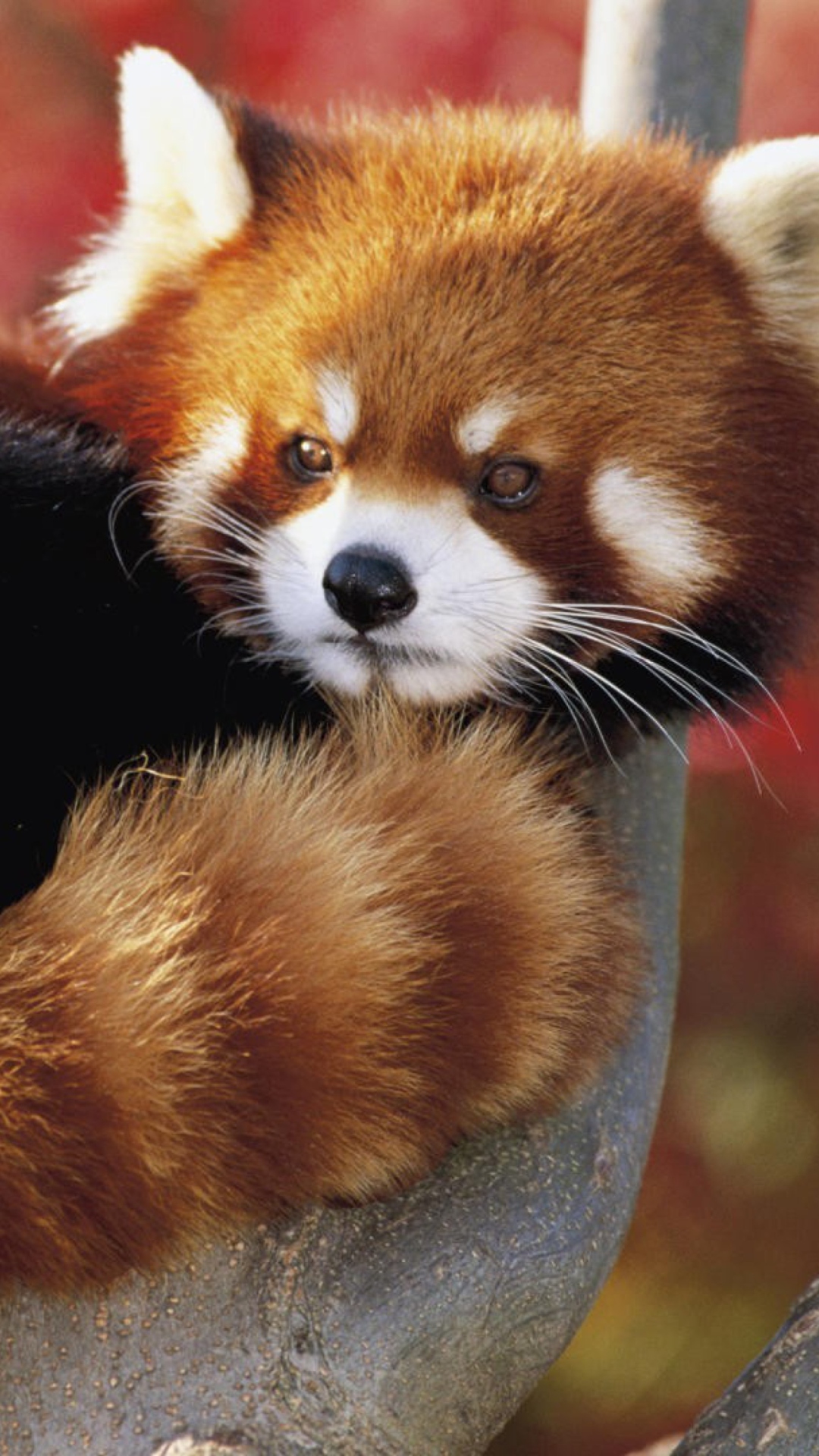 Das Red Panda Firefox Wallpaper 1080x1920