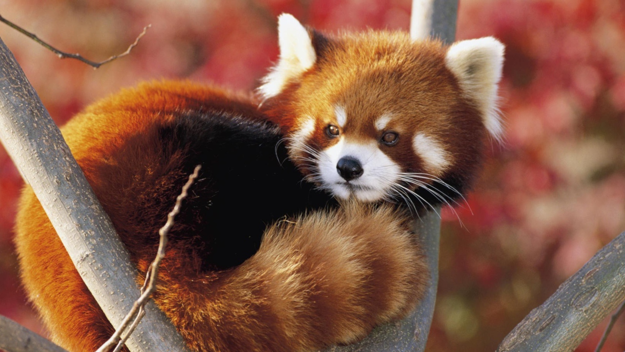 Обои Red Panda Firefox 1280x720