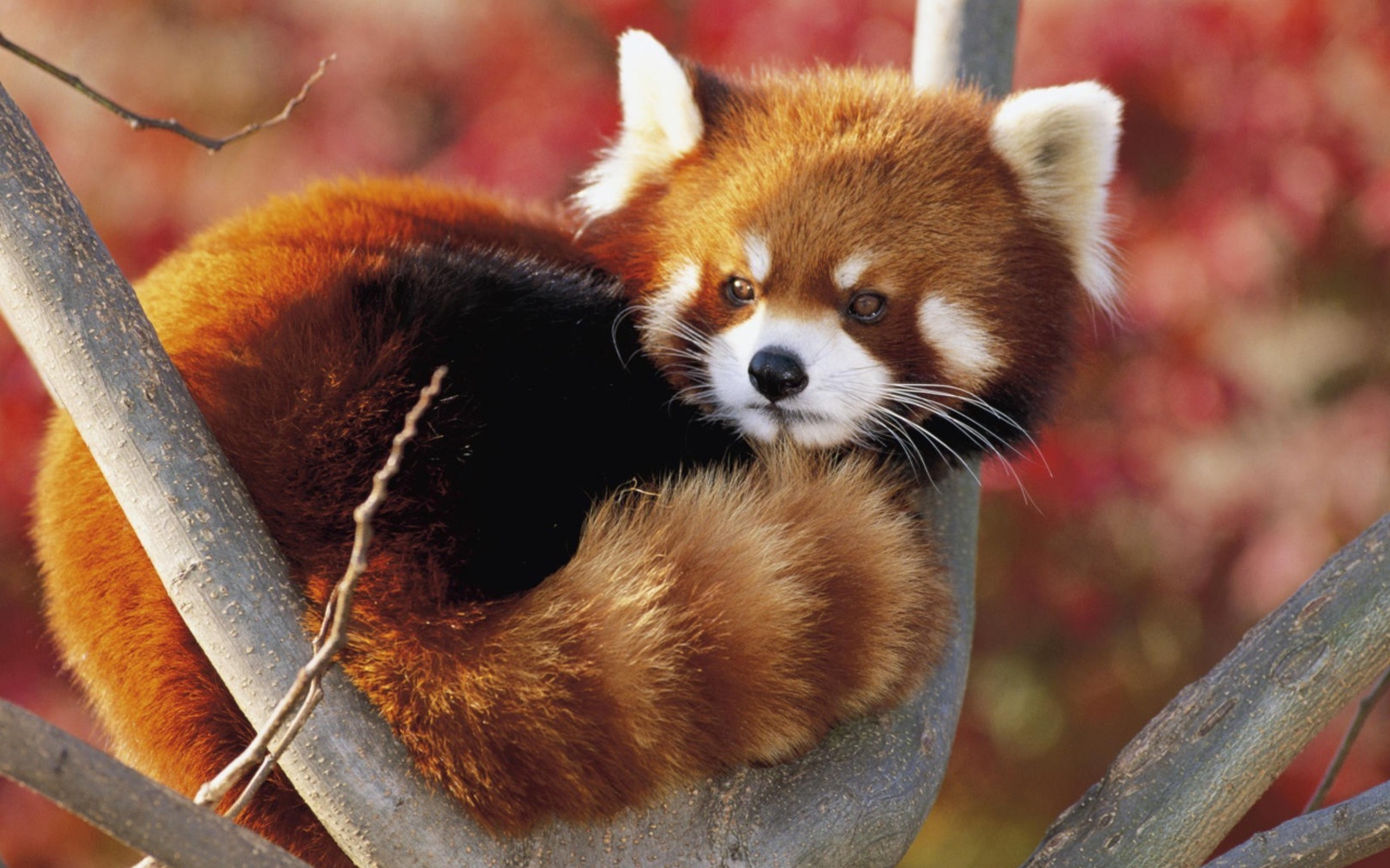 Red Panda Firefox wallpaper 1280x800