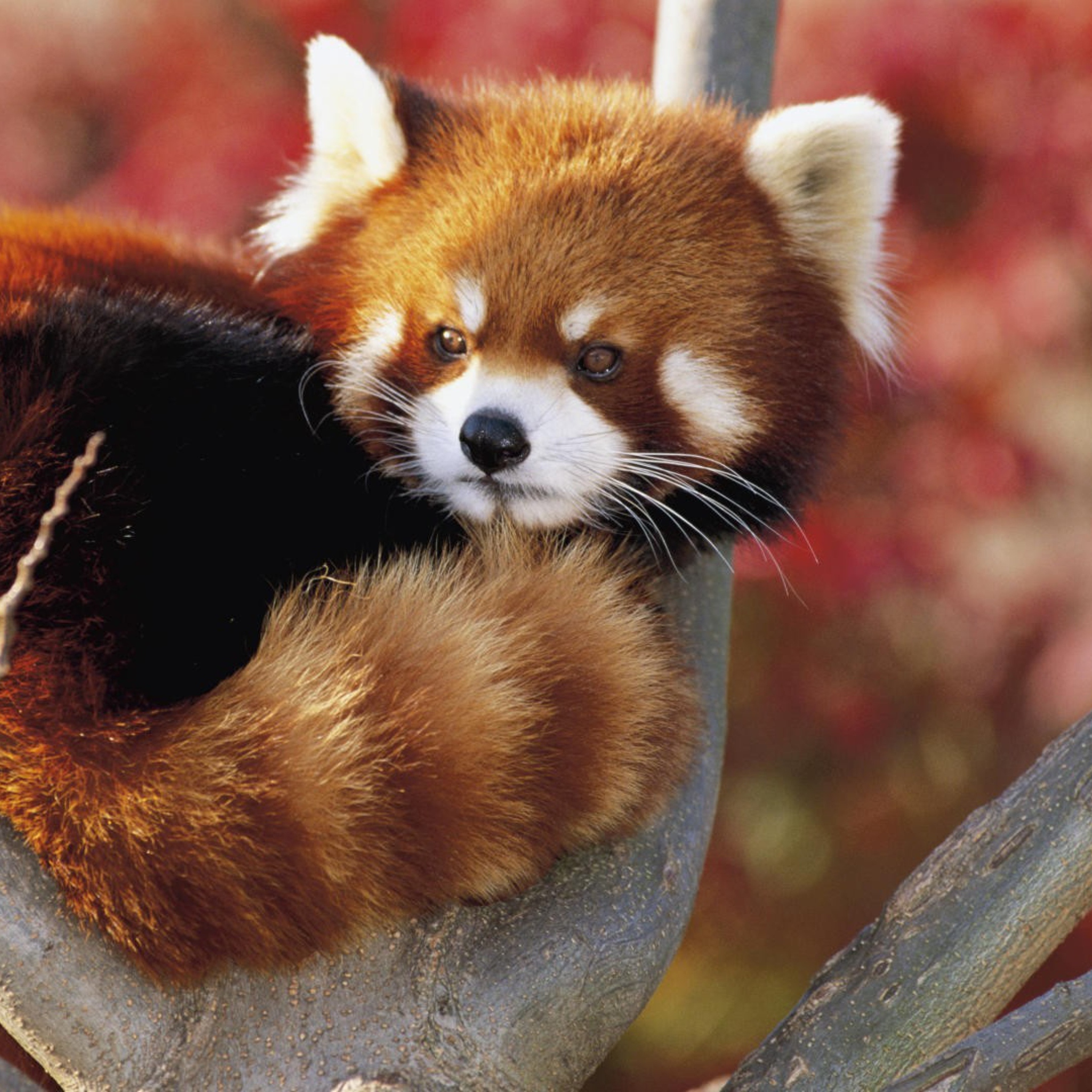 Das Red Panda Firefox Wallpaper 2048x2048