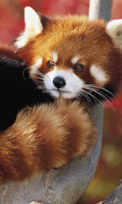 Обои Red Panda Firefox 240x400