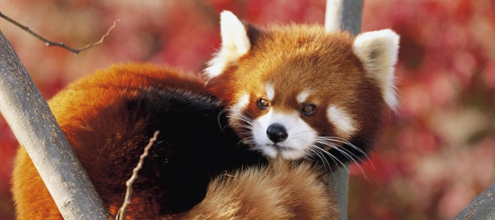 Screenshot №1 pro téma Red Panda Firefox 720x320