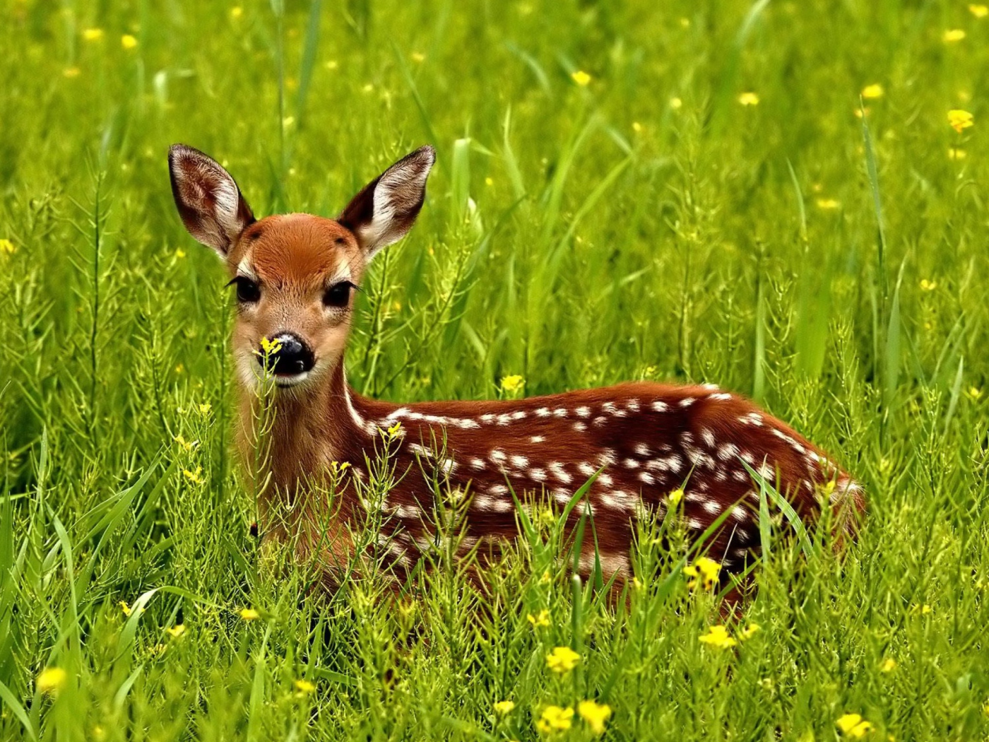 Fondo de pantalla Japanese Deer 1400x1050