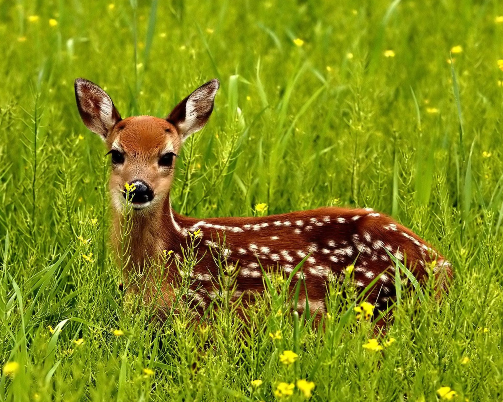 Screenshot №1 pro téma Japanese Deer 1600x1280