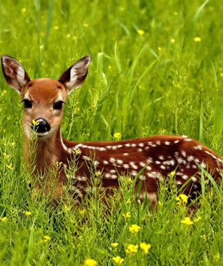 Japanese Deer - Obrázkek zdarma pro iPhone 4S