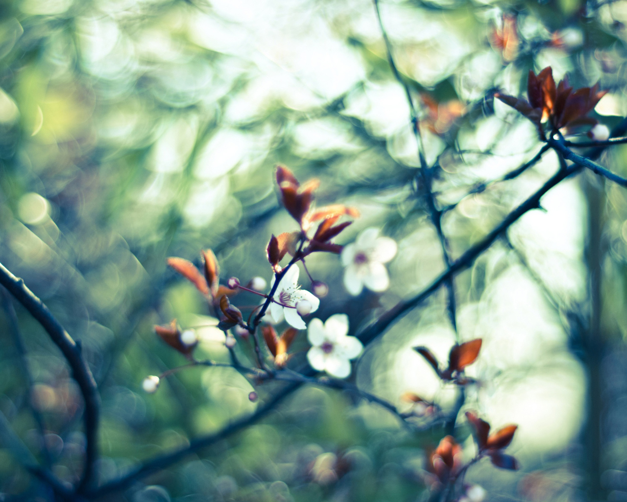White Spring Flowers screenshot #1 1280x1024