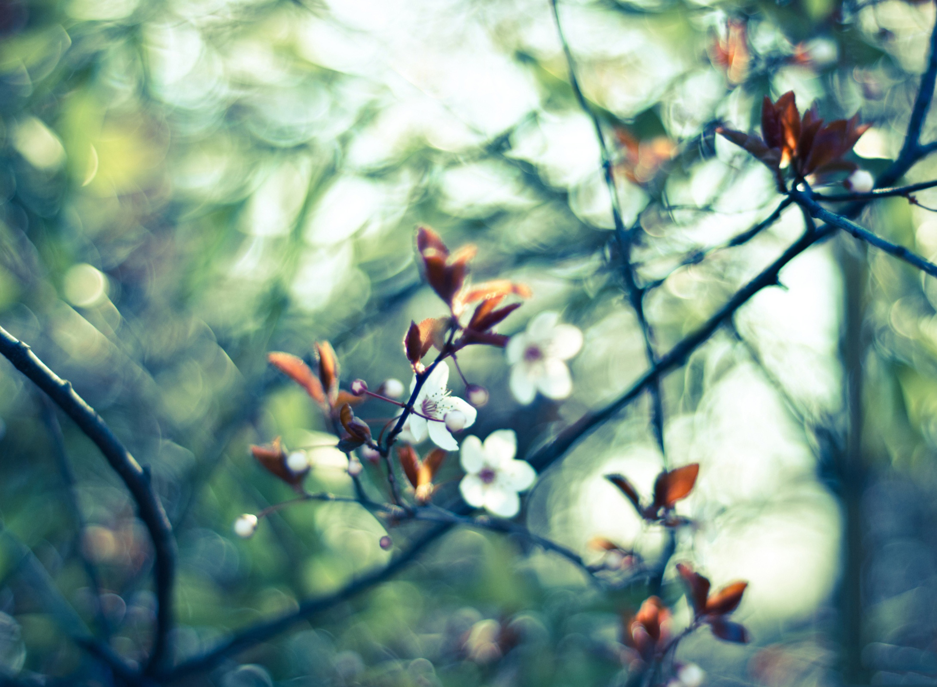 White Spring Flowers wallpaper 1920x1408