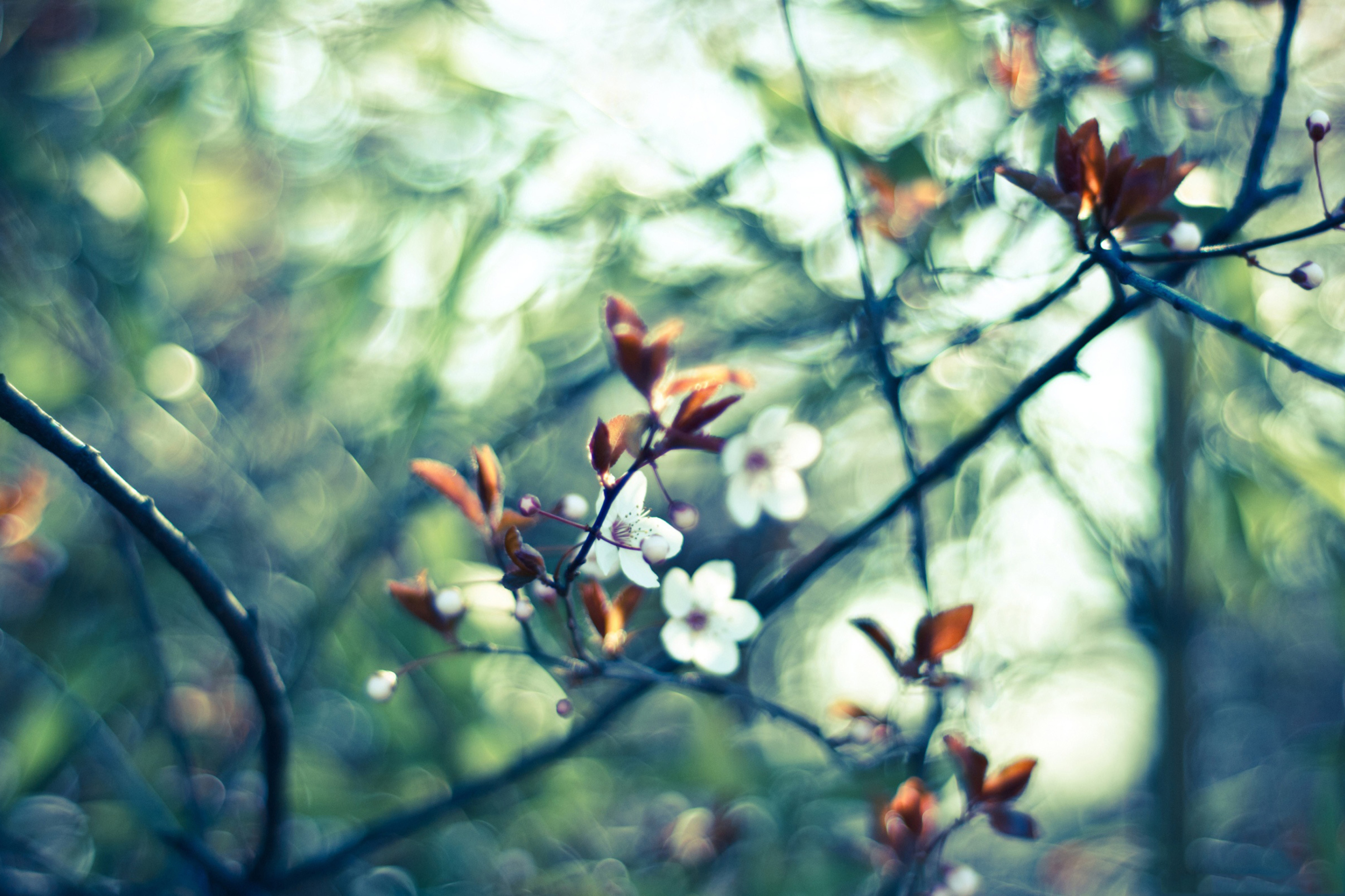 White Spring Flowers screenshot #1 2880x1920