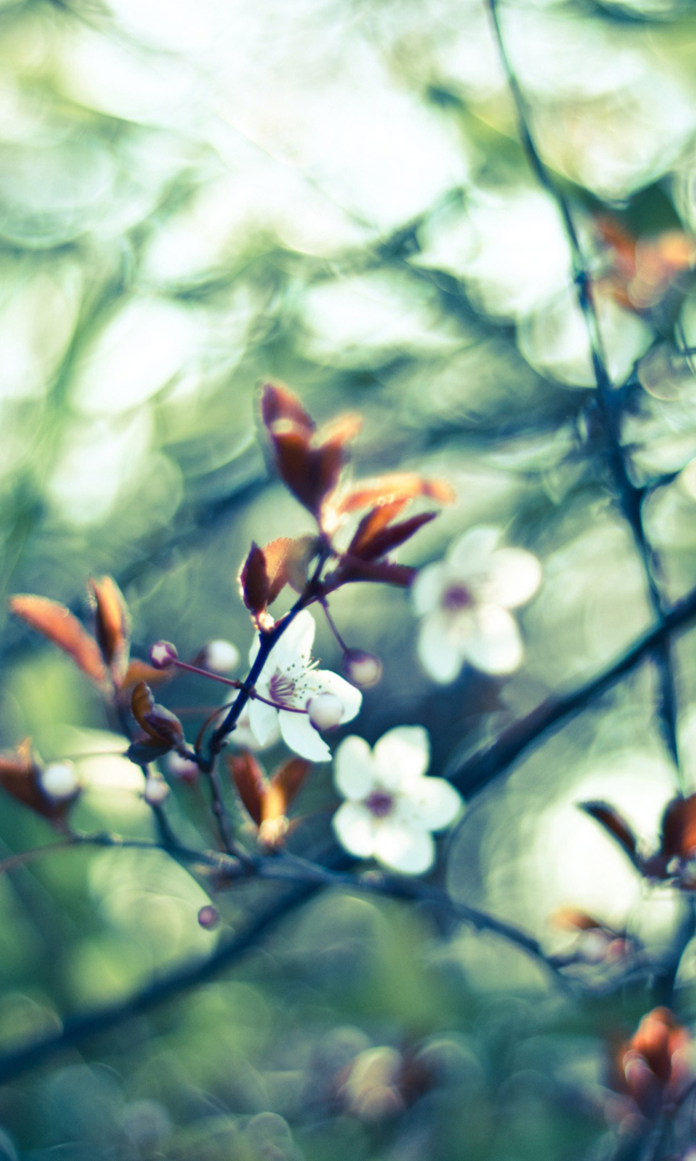 Screenshot №1 pro téma White Spring Flowers 768x1280