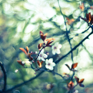 White Spring Flowers - Obrázkek zdarma pro 208x208