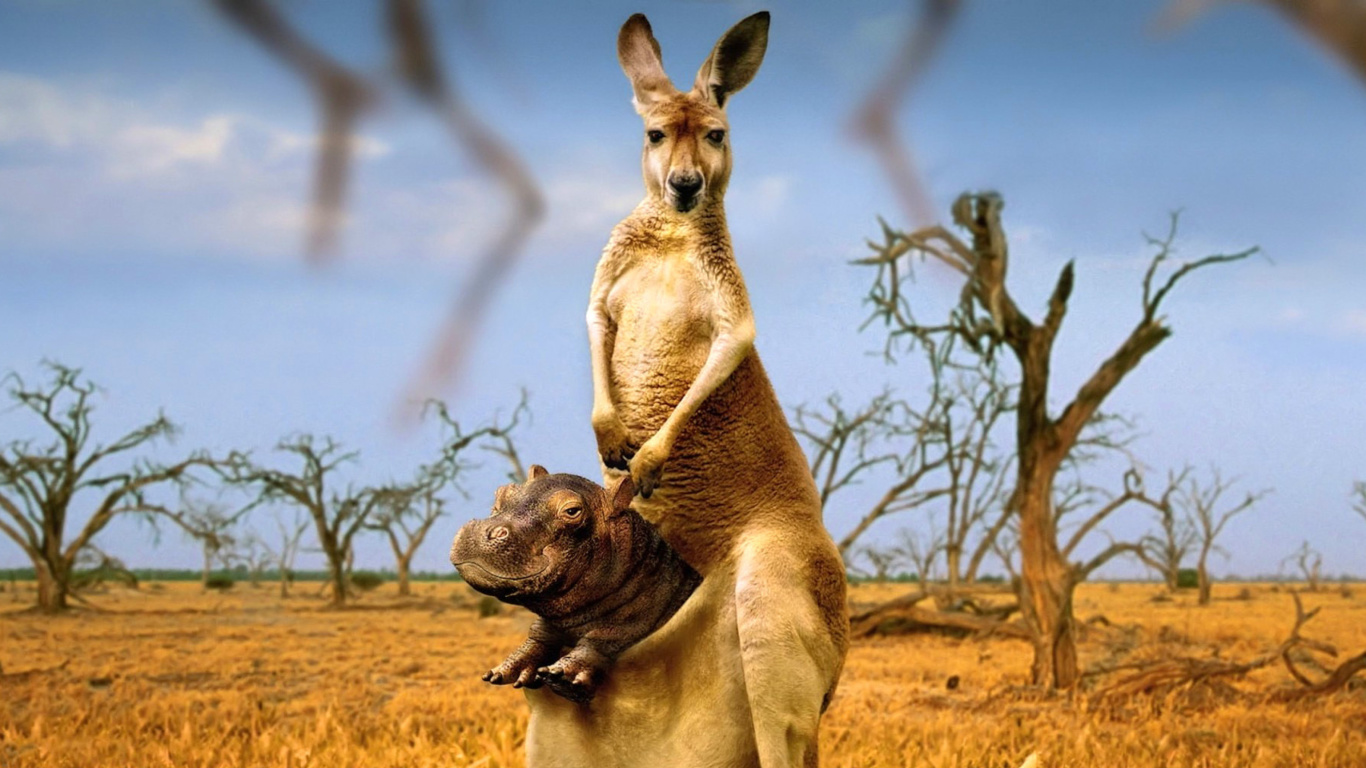 Fondo de pantalla Kangaroo With Hippo 1366x768