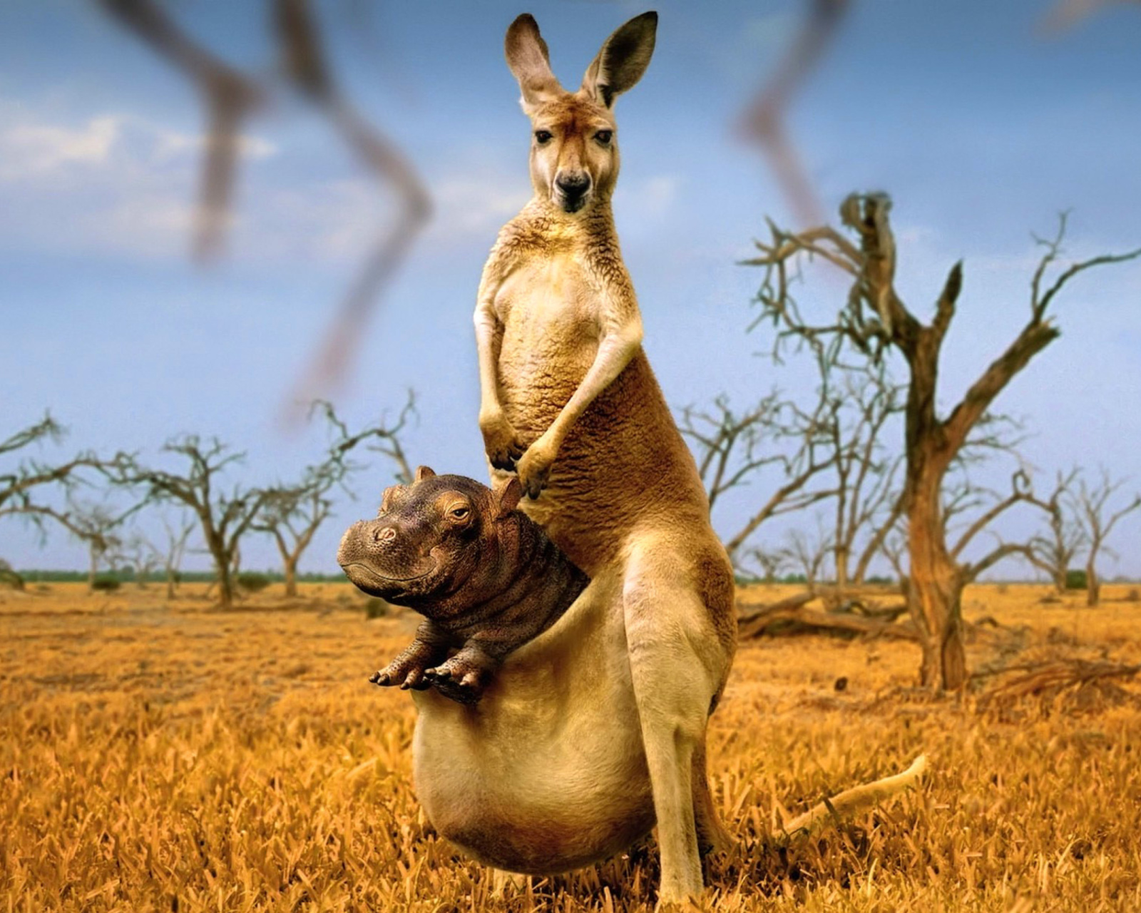 Fondo de pantalla Kangaroo With Hippo 1600x1280