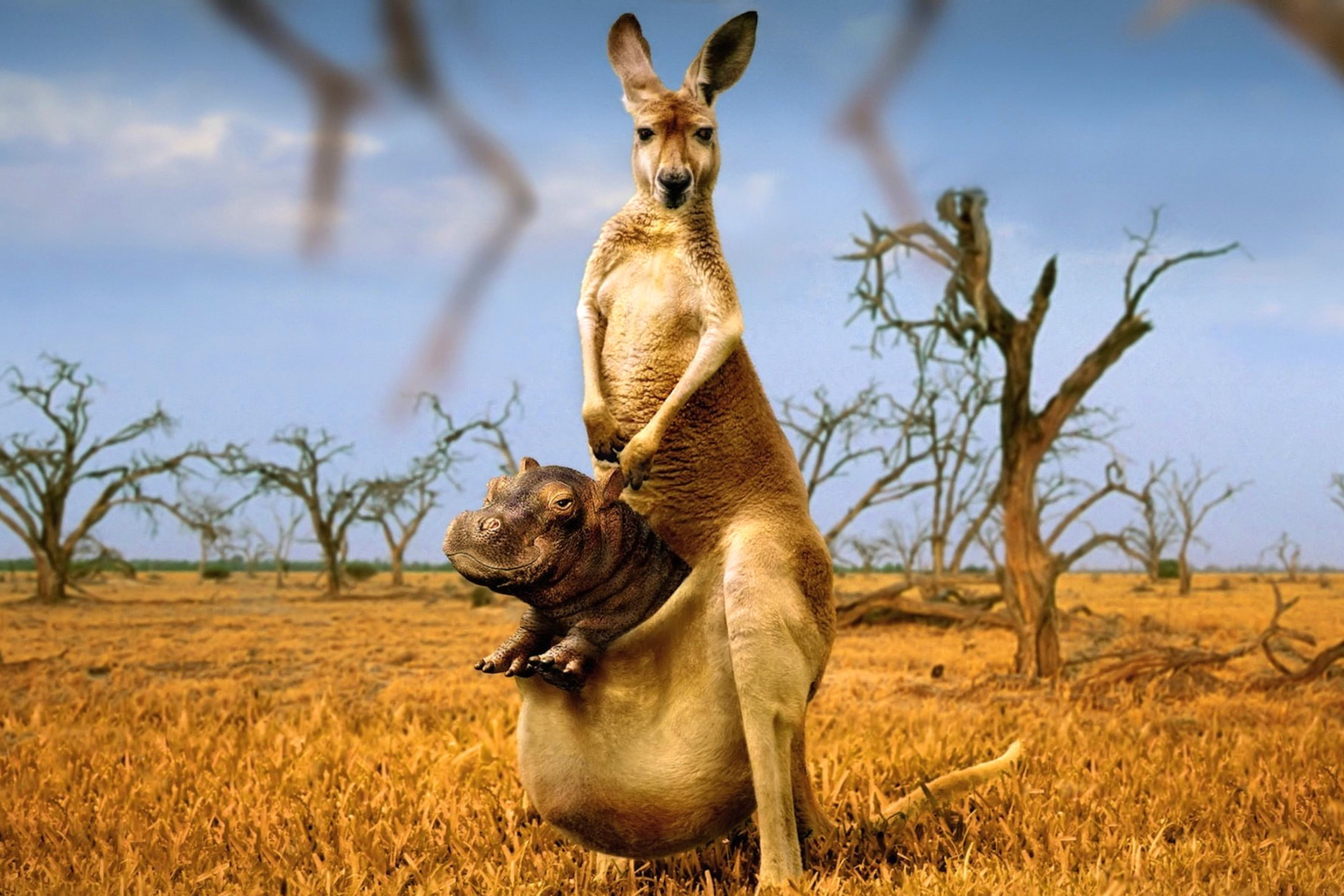 Fondo de pantalla Kangaroo With Hippo 2880x1920