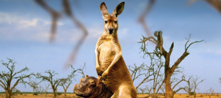 Обои Kangaroo With Hippo 720x320