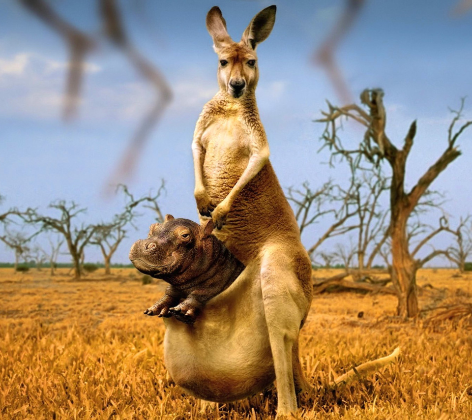 Kangaroo With Hippo wallpaper 960x854