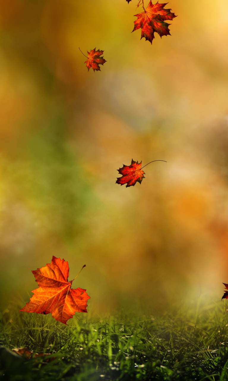 Screenshot №1 pro téma Autumn Symphony 768x1280