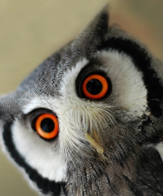 Cute Owl sfondi gratuiti per Nokia Lumia 800