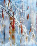 Macro Winter Photo wallpaper 128x160