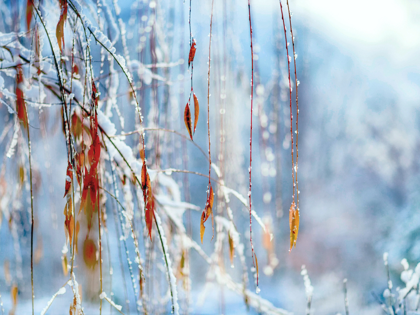 Macro Winter Photo screenshot #1 1400x1050