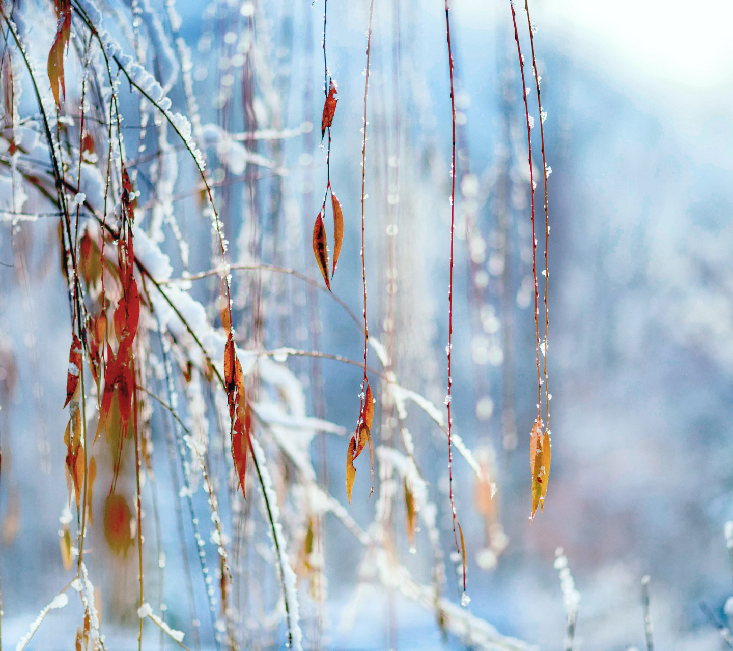 Das Macro Winter Photo Wallpaper 1440x1280