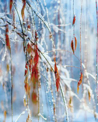 Macro Winter Photo sfondi gratuiti per 640x1136