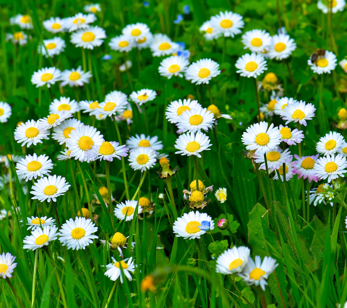 Screenshot №1 pro téma Daisies Meadow 1440x1280